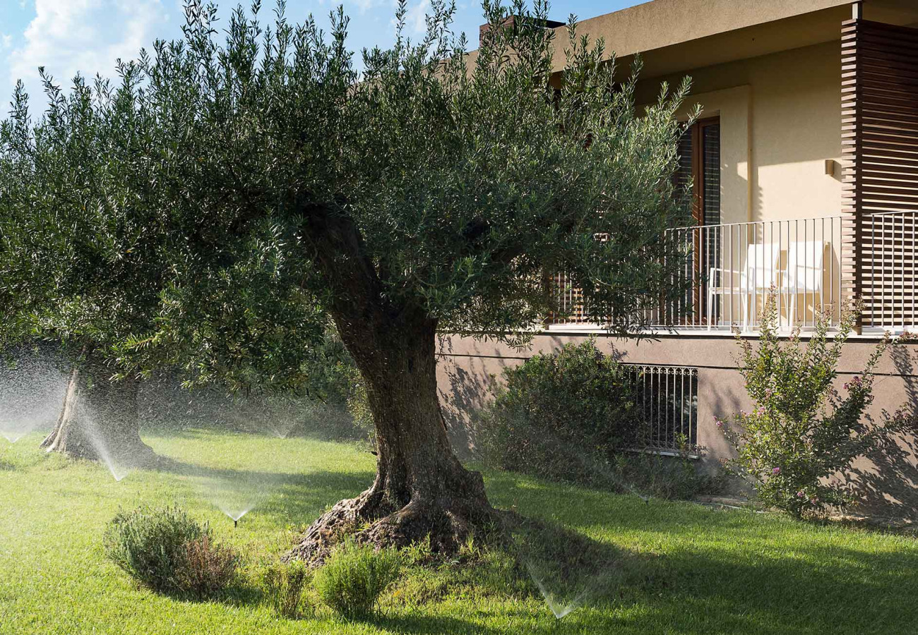 Giardino con ulivi e irrigatori, accanto a una casa moderna con balcone.